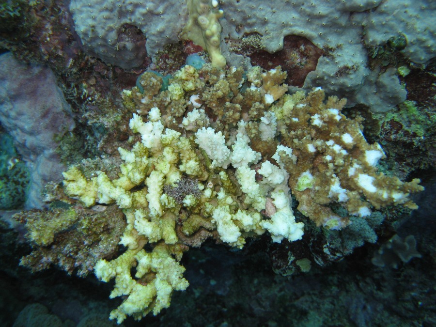 Dive Photos/2009-07 Great Barrier Reef/img_0976.jpg